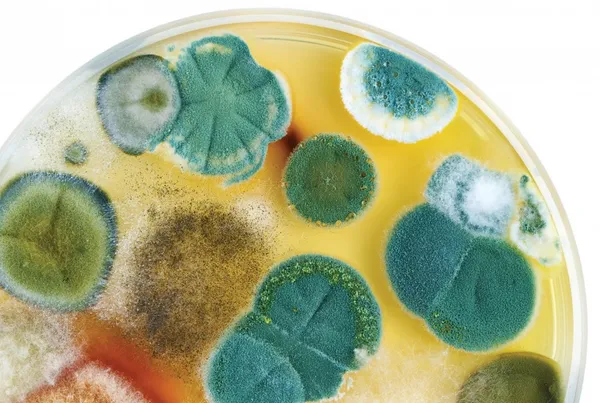 Mold damage in a home
