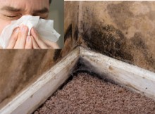 Mold on the walls and baseboard trim in the basement of a home from water leaking. This contributes to interior air pollution in the home, which can lead to respiratory problems.