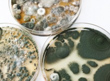 Petri dishes with mold on white surface, selective focus.