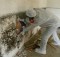 Mold-Removal-Remediation