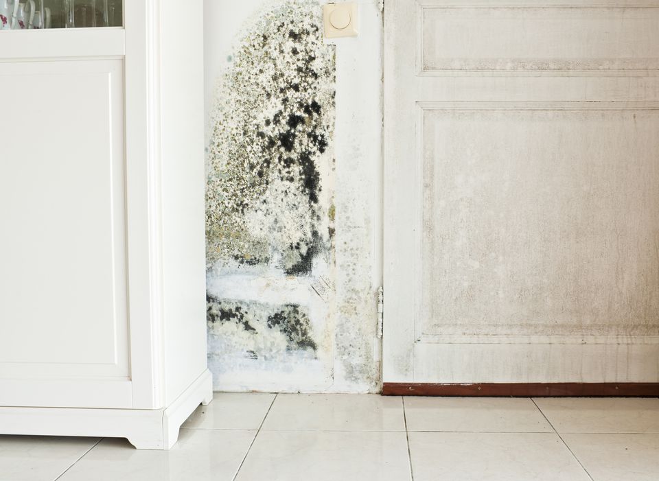 mold-growth-on-wall-and-damp-stained-wood-door-168259571-5ab2e4f2eb97de0036761a7c