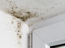 mold-removal-featured
