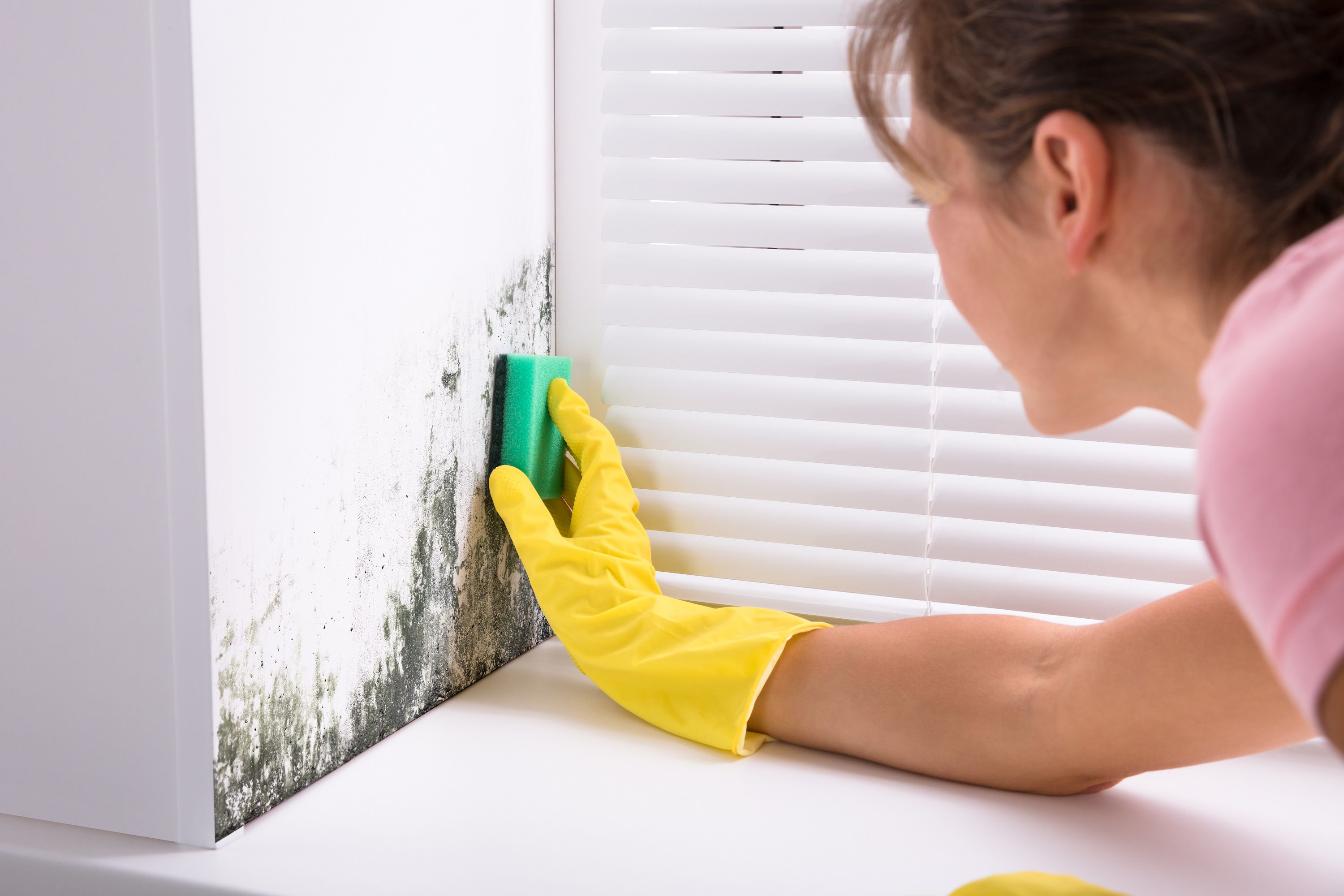 Can You Clean Up Mold Yourself?